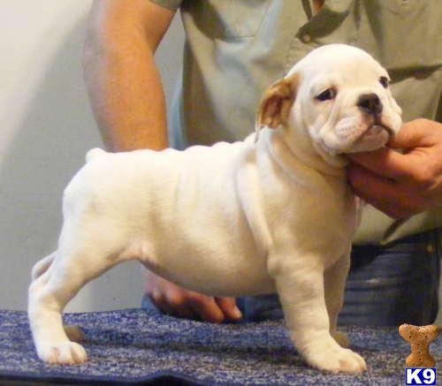 English Bulldog Puppies
